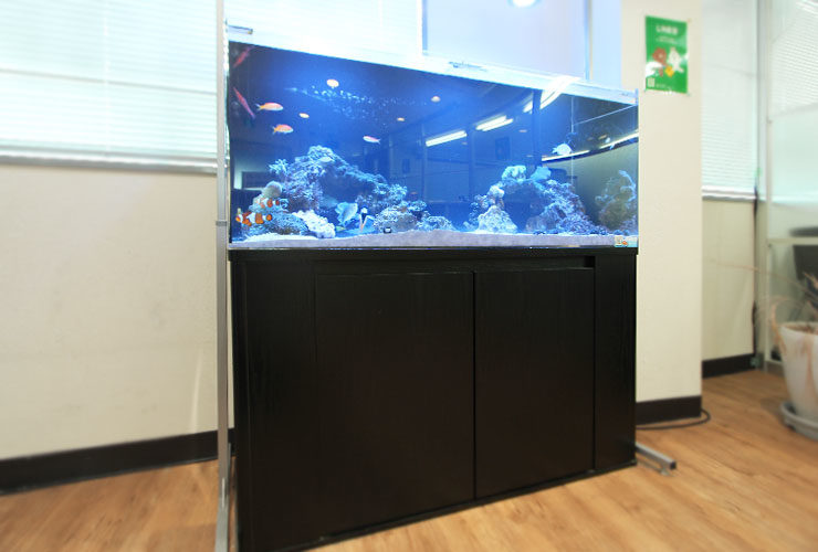 黒い水槽台に設置された海水魚水槽と泳ぐクマノミ類