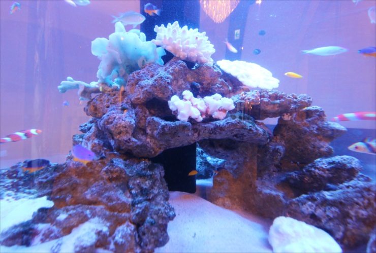 サンゴと海水魚が泳ぐライブロックを組んだ海水水槽