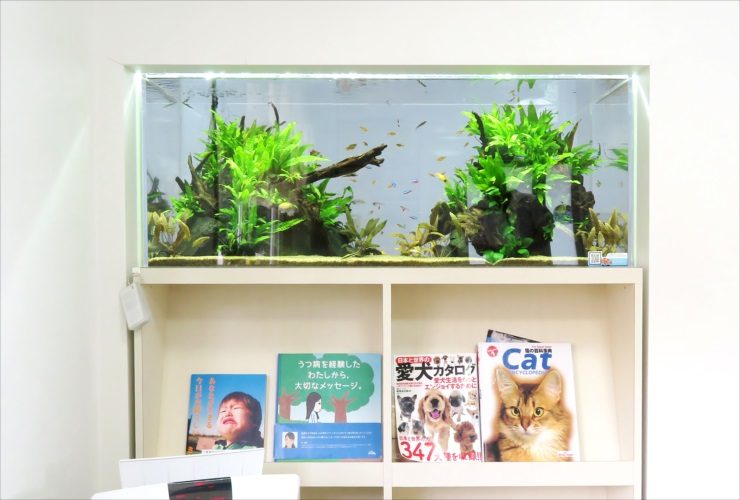 クリニックの待合室 壁埋め込み型 120cm淡水魚水槽 販売メンテナンス事例 その後のサムネイル画像