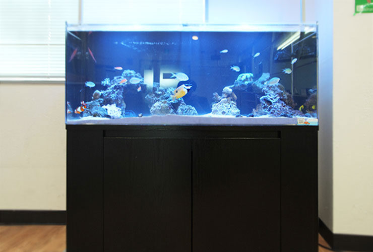 千葉県船橋市 オフィス 120cm海水魚水槽 レンタル事例のその後のサムネイル画像