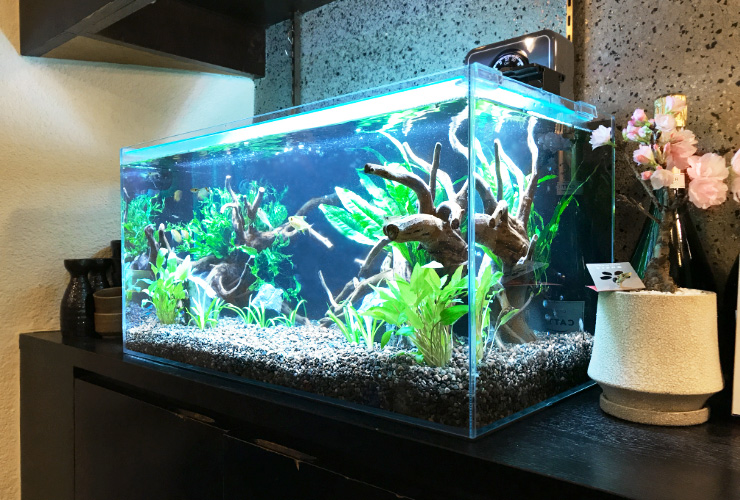 大阪市 飲食店(バー)の店内 60cm淡水魚 水槽レンタル事例のサムネイル画像