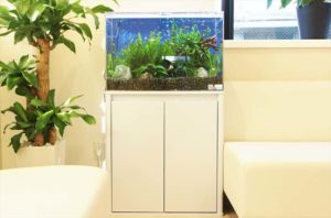 白い水槽台に設置された水草と小型魚の熱帯魚水槽