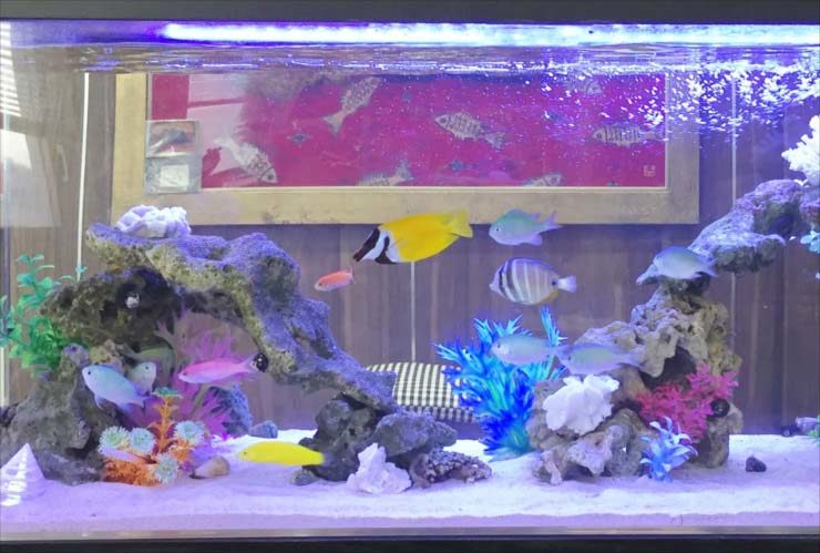 海水魚と人工サンゴを配置した岩組みの海水水槽
