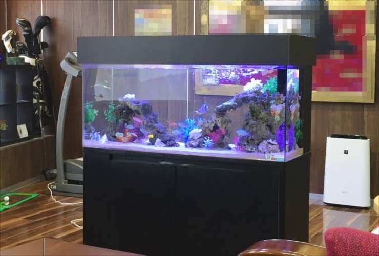 室内設置の黒い水槽台と大型海水魚水槽の全景
