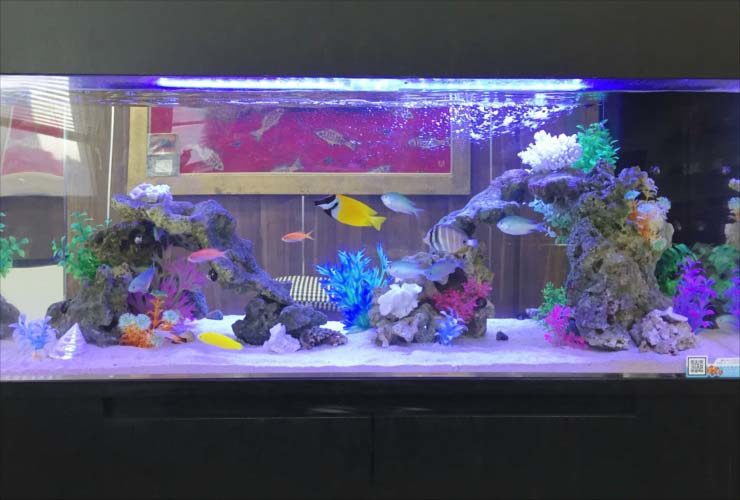 海水魚と人工サンゴを配置した横長の水槽レイアウト