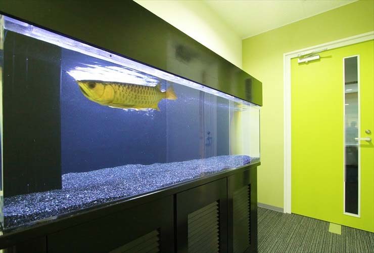 アロワナが泳ぐオフィス設置の大型熱帯魚水槽