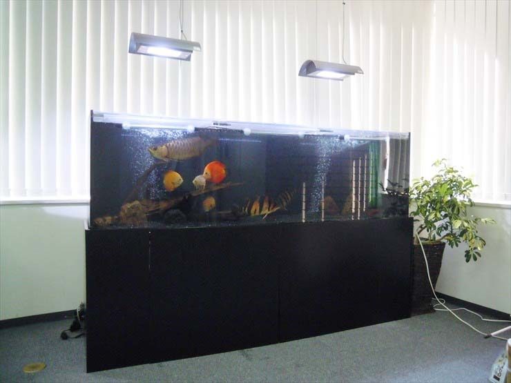 アロワナやディスカスが泳ぐ大型の熱帯魚水槽