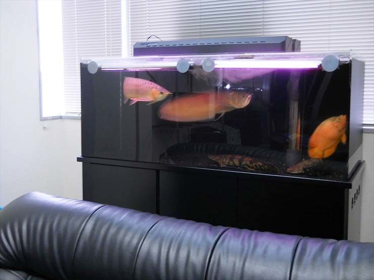 アロワナが泳ぐ大型の黒い水槽と室内のソファ