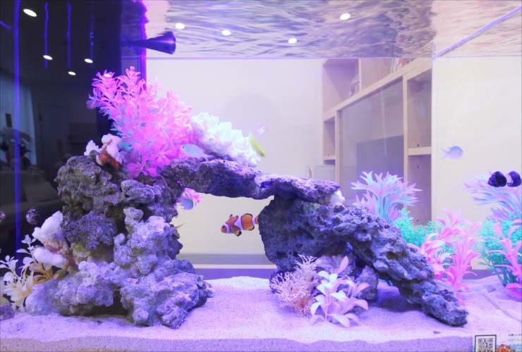 岩組のアーチを泳ぐクマノミと人工水草の海水魚水槽