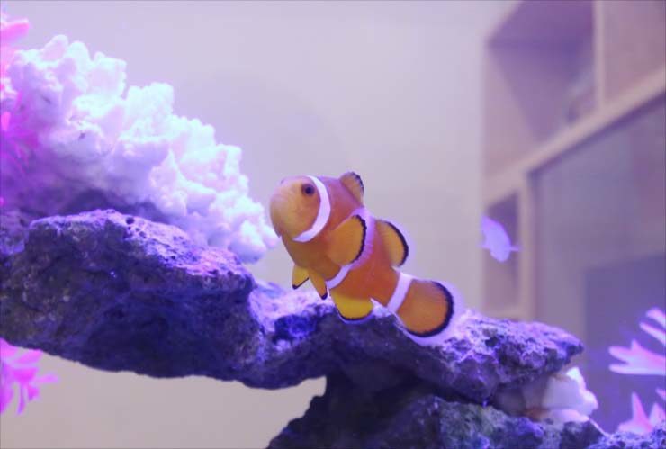 ライブロックの周りを泳ぐカクレクマノミの仲間