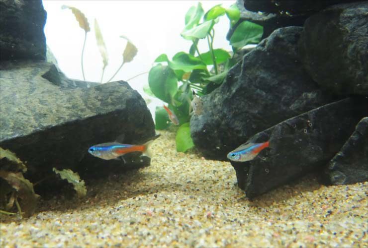 岩の間を泳ぐネオンテトラの仲間と水草のレイアウト水槽