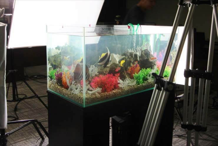 撮影機材に囲まれた海水魚水槽とカラフルな人工サンゴ