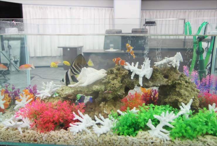海水魚と人工サンゴを配置した横長水槽の全景