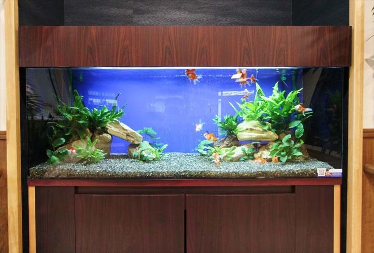 木目調水槽台に設置された金魚と水草の大型水槽