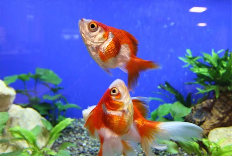 青い背景の水槽内を泳ぐ2匹の赤白の金魚と水草