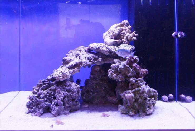 青い照明の海水魚水槽とライブロックのレイアウト