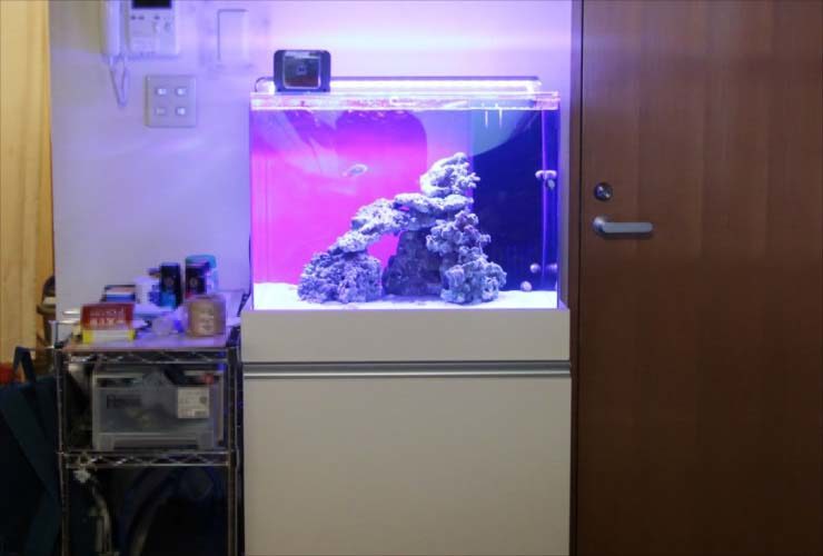 紫の照明に照らされたライブロックのある海水魚水槽