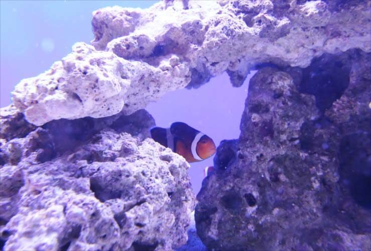 ライブロックの隙間を泳ぐクマノミと海水魚水槽のレイアウト