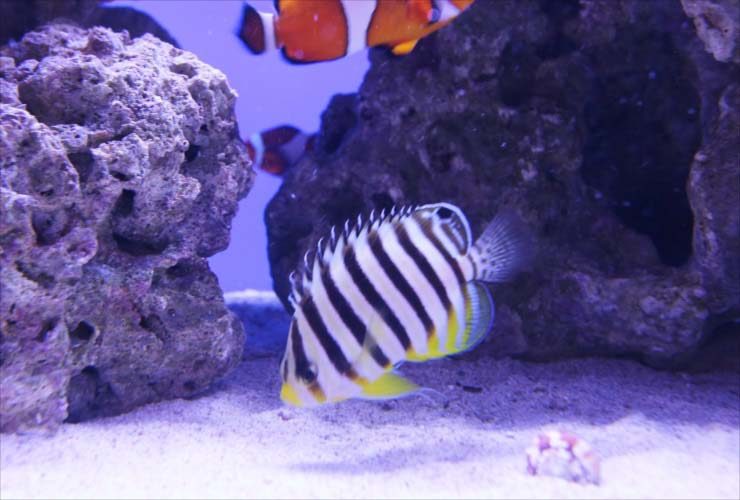 岩陰を泳ぐシマヤッコとカクレクマノミの海水魚水槽