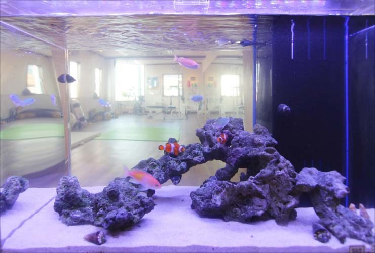 埼玉県戸田市 スポーツジムに設置 60cm海水魚水槽 レンタル事例 水槽画像2