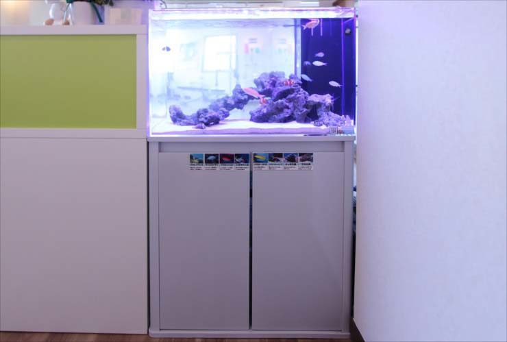 埼玉県戸田市 スポーツジムに設置 60cm海水魚水槽 レンタル事例 水槽画像3