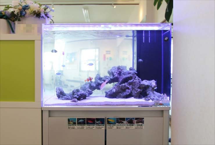 ライブロックと海水魚が泳ぐ室内設置の海水水槽