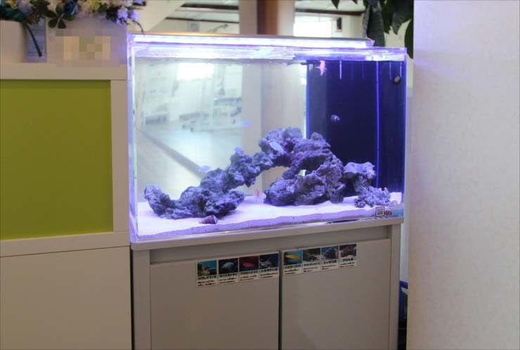 ライブロックを配置した海水魚水槽と専用の水槽台