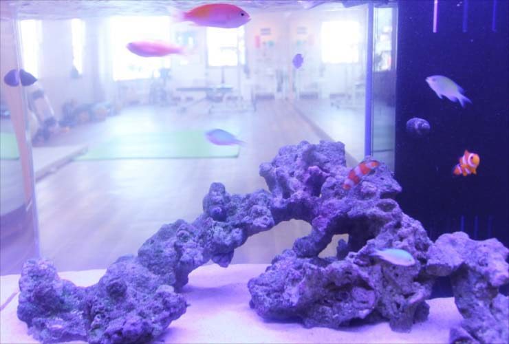 ライブロックと海水魚が泳ぐ室内設置の海水水槽