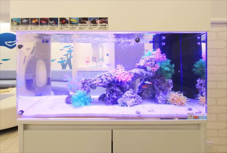 横浜市 こどもクリニックに設置 華やかな90cm海水アクアリウム 設置事例 水槽画像3