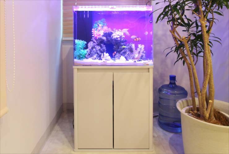 白い水槽台に置かれた紫の照明が光る海水魚水槽