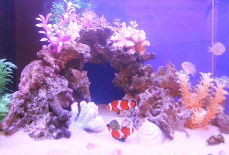 岩組のアーチとカクレクマノミが泳ぐ海水魚水槽のレイアウト