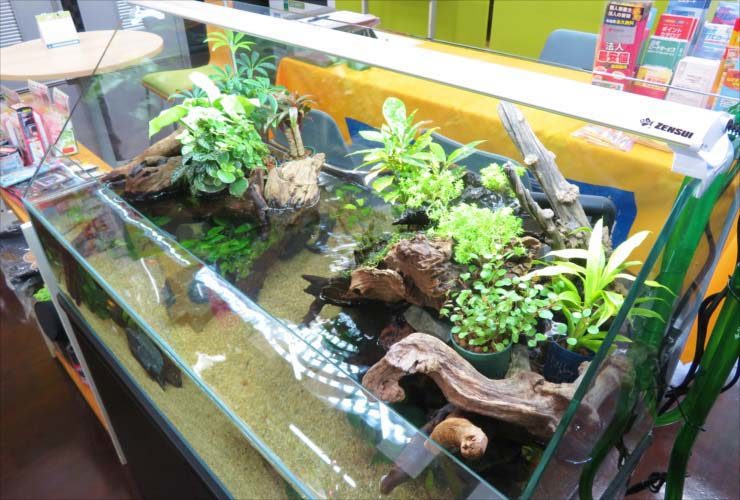 流木と水草を配置したアクアテラリウム水槽の俯瞰