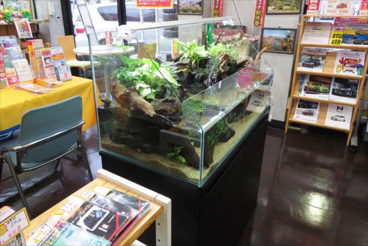 店舗内に設置された流木と水草のアクアテラリウム水槽