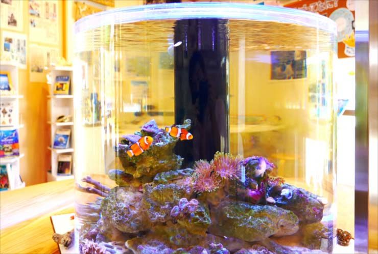 円柱水槽で泳ぐクマノミとサンゴのレイアウト