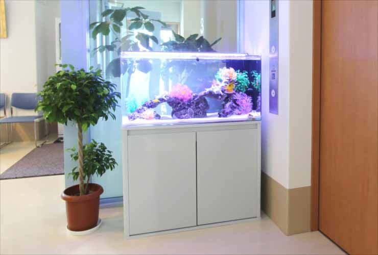 調布市 クリニックに設置 90cm海水魚水槽事例をご紹介 水槽画像1