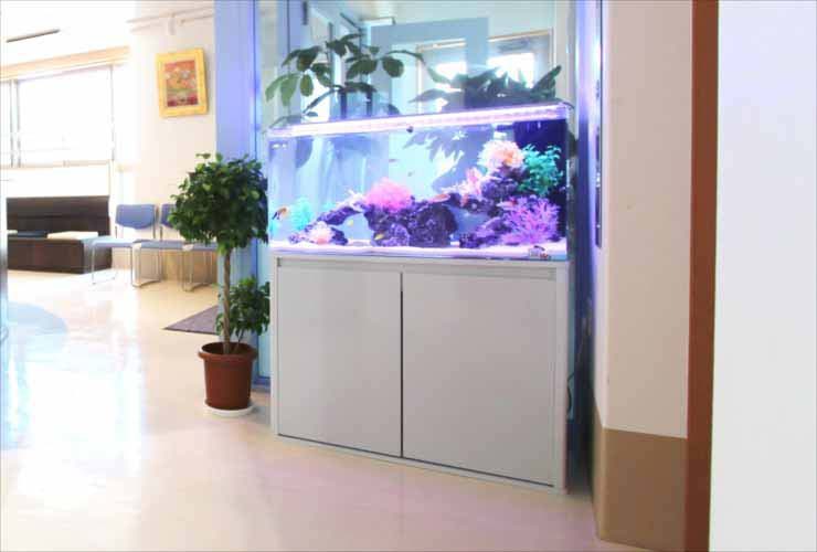 クリニックに設置 90cm海水魚水槽写真3