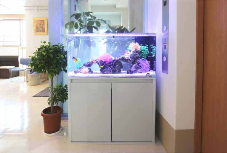 クリニックに設置 90cm海水魚水槽写真4