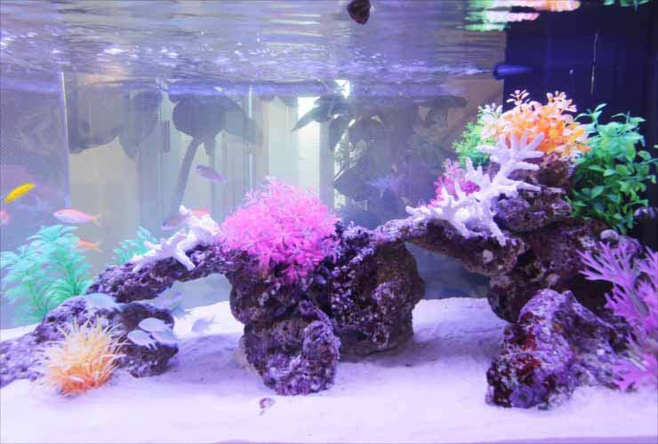 クリニックに設置 90cm海水魚水槽写真5