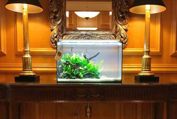 ホテルに設置 60cm淡水魚水槽2台 短期レンタル事例 水槽画像2