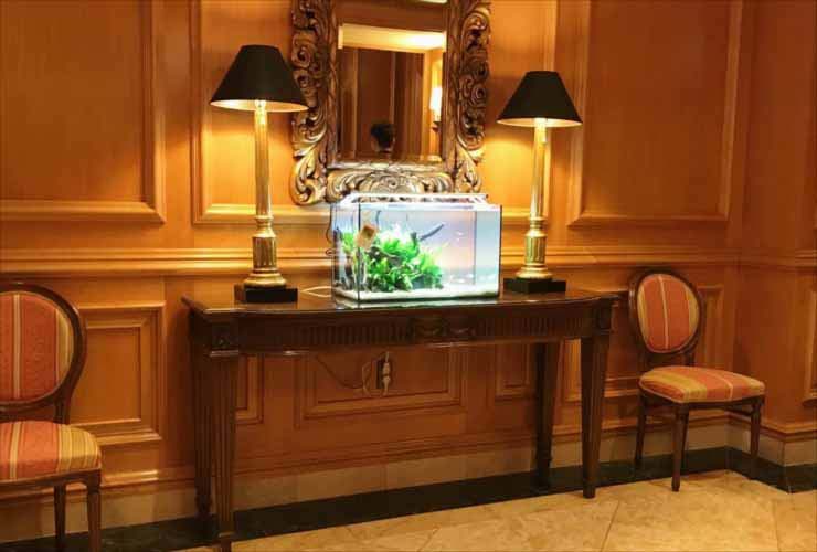 ホテルに設置 60cm淡水魚水槽2台 短期レンタル事例 水槽画像3