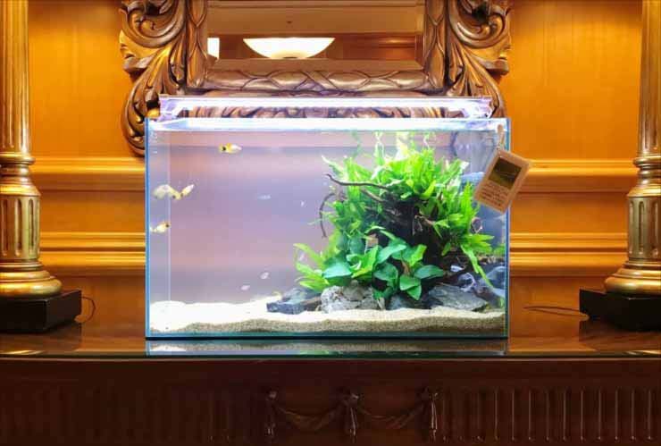 水草と小型魚が泳ぐ豪華な内装に置かれた水槽
