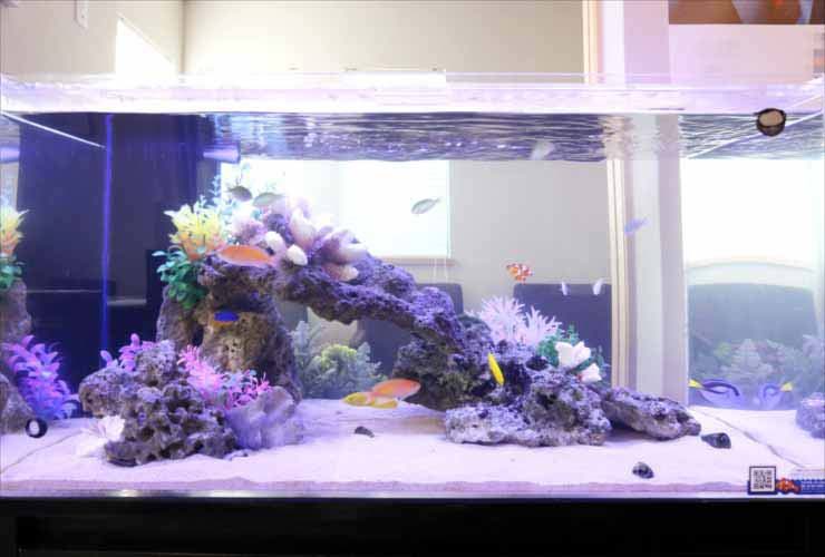岩組みと人工サンゴを配置した海水魚水槽の全景