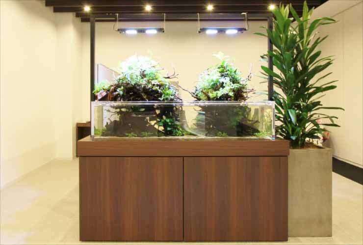 木製台に設置された水草が茂るアクアテラリウム水槽