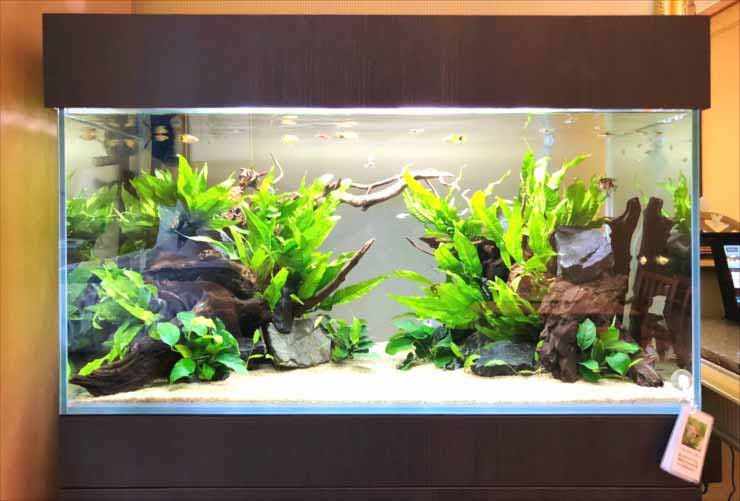 流木と水草を配置した熱帯魚水槽のレイアウト構成