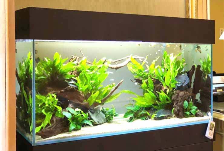 流木と水草を配置した大型の熱帯魚水槽のレイアウト