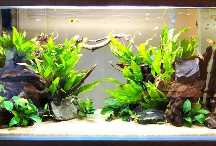 流木と水草を配置した熱帯魚水槽のレイアウト