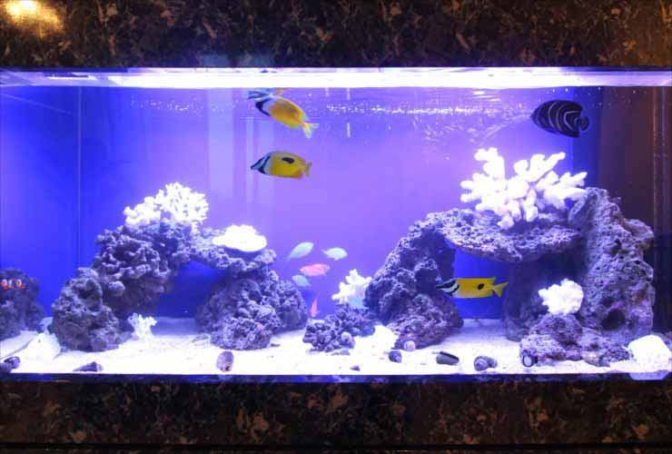 青い背景の水槽で泳ぐ黄色い海水魚と白いサンゴ岩