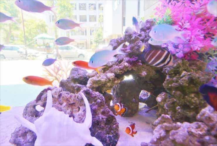 ライブロックと海水魚が泳ぐ明るいサンゴ水槽の風景
