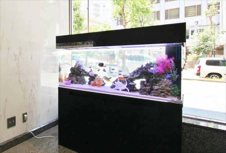 窓際に設置された大型の海水魚水槽と黒い水槽台