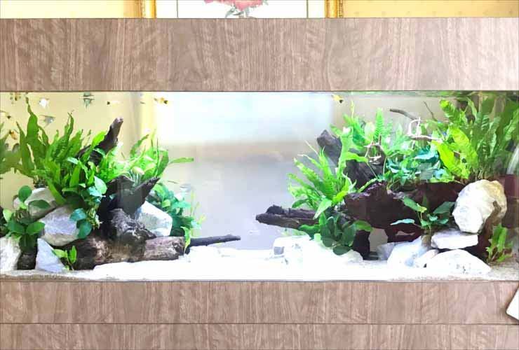 流木と水草を配置した木目調フレームの大型水槽